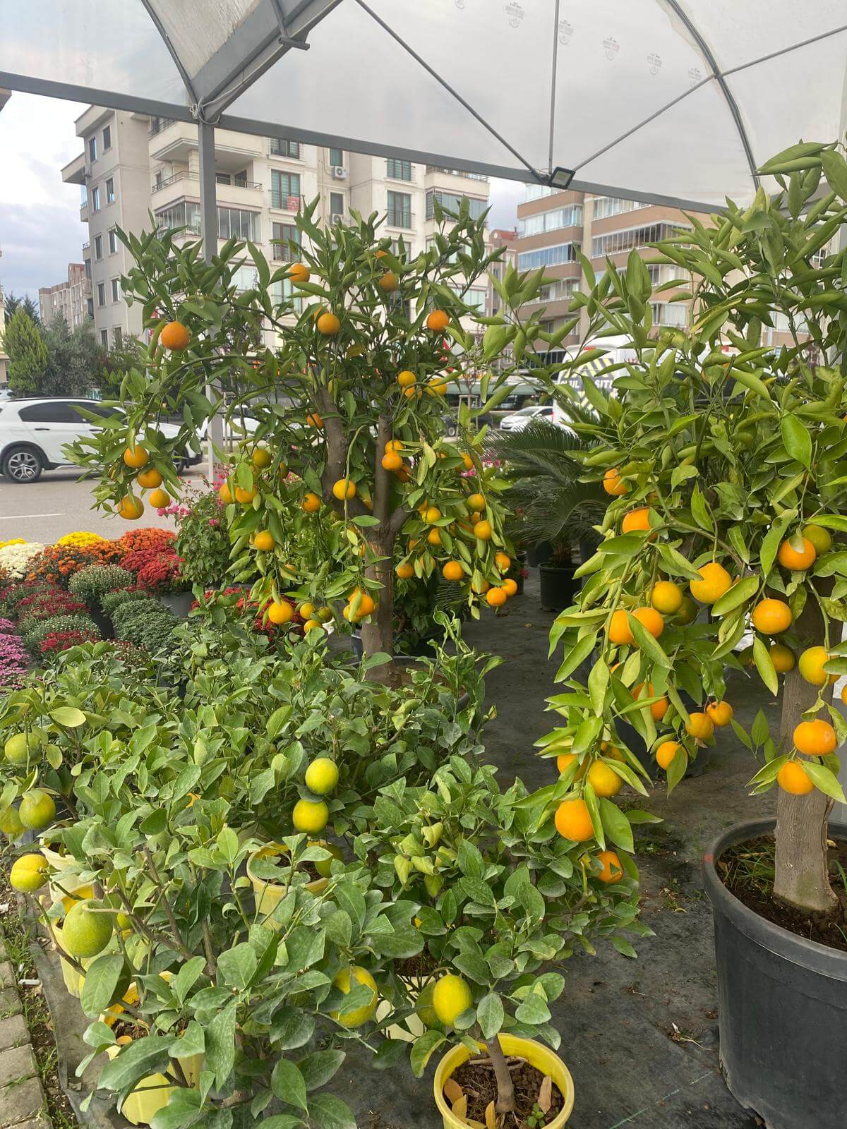 Bursa Bahçe Peyzaj Bursa Bahçe Peyzaj